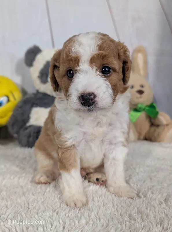 Houston - MICRO Bernedoodle  – Miniature Bernedoodle puppy for sale in Arthur, IL