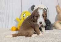 Heidi - MICRO Bernedoodle , a female Miniature Bernedoodle for sale in Arthur, IL – 3 of 5