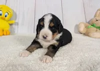 Kayden, a male Miniature Bernedoodle for sale in Arthur, IL – 4 of 6