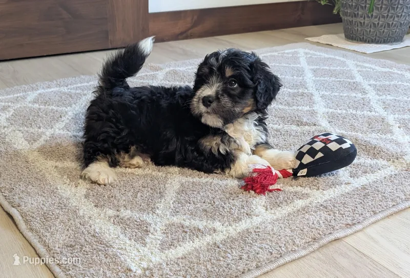 Austin – Miniature Bernedoodle puppy for sale in Arthur, IL