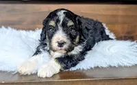 Austin, a male Miniature Bernedoodle for sale in Arthur, IL – Photo 3 of 4
