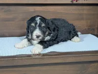 Austin, a male Miniature Bernedoodle for sale in Arthur, IL – Photo 4 of 4