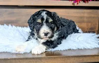 Austin, a male Miniature Bernedoodle for sale in Arthur, IL – Photo 1 of 4