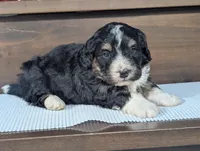 Austin, a male Miniature Bernedoodle for sale in Arthur, IL – Photo 2 of 4