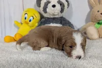 Heidi - MICRO Bernedoodle , a female Miniature Bernedoodle for sale in Arthur, IL – 4 of 5
