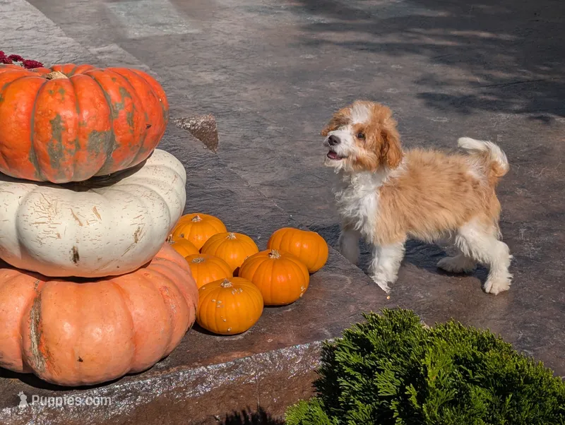 Houston - MICRO Bernedoodle  – Miniature Bernedoodle puppy for sale in Arthur, IL