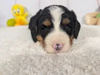 Karson, a male Miniature Bernedoodle for sale in Arthur, IL – 4 of 4