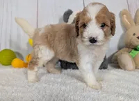 Hope - MICRO Bernedoodle , a female Miniature Bernedoodle for sale in Arthur, IL – 6 of 6