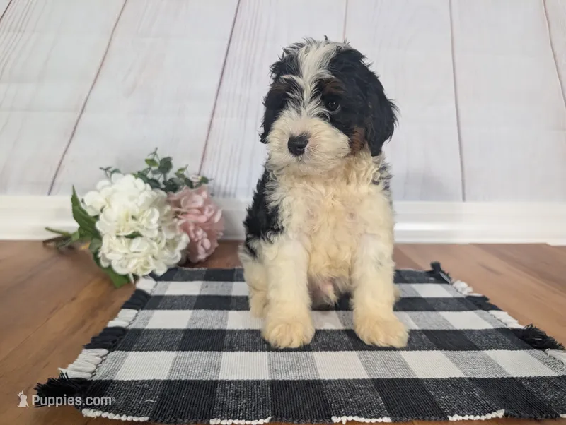 Hudson - MICRO Bernedoodle – Miniature Bernedoodle puppy for sale in Arthur, IL