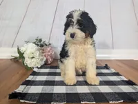Hudson - MICRO Bernedoodle, a male Miniature Bernedoodle for sale in Arthur, IL – 2 of 9
