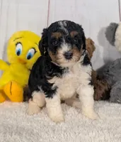 Heather - MICRO Bernedoodle , a female Miniature Bernedoodle for sale in Arthur, IL – 1 of 7