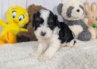 Hudson - MICRO Bernedoodle, a male Miniature Bernedoodle for sale in Arthur, IL – 4 of 6
