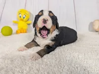 Kayden, a male Miniature Bernedoodle for sale in Arthur, IL – 5 of 6
