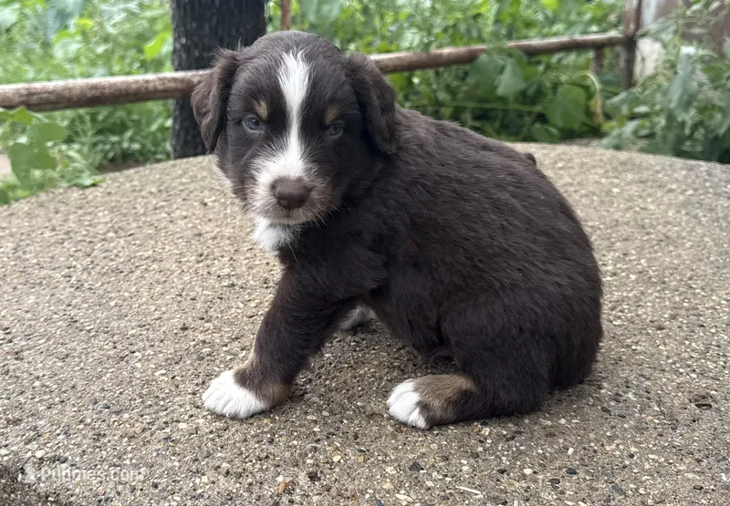 Max – Australian Shepherd puppy for sale in Merrill, IA