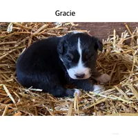 Gracie, a female Australian Shepherd for sale in Merrill, IA – 1 of 2