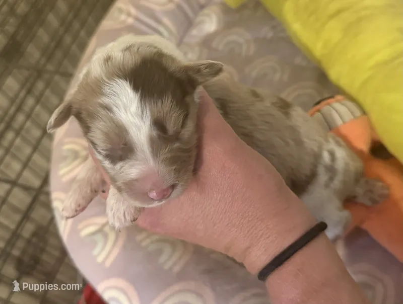 Rex – Australian Shepherd puppy for sale in Merrill, IA
