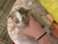 Rex, a male Australian Shepherd for sale in Merrill, IA – 1 of 2