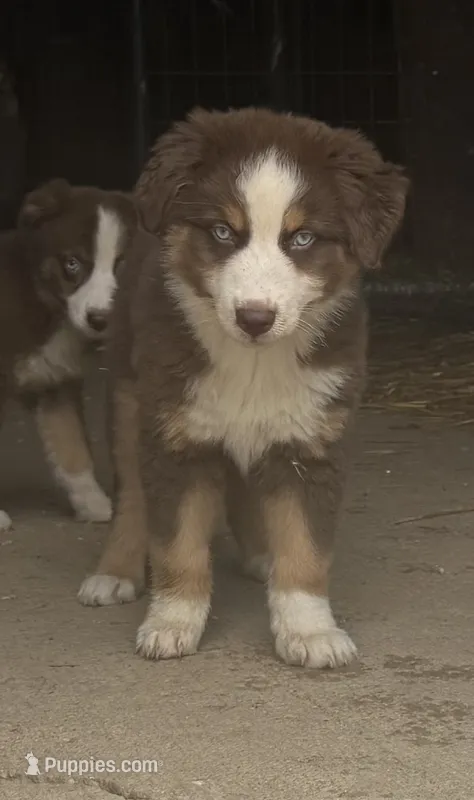 Quinn – Australian Shepherd puppy for sale in Merrill, IA