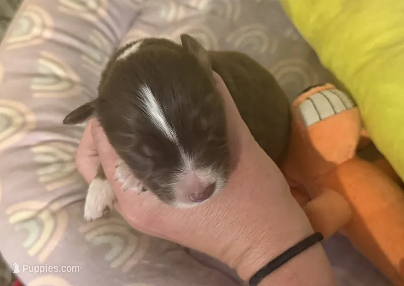 Danica – Australian Shepherd puppy for sale in Merrill, IA