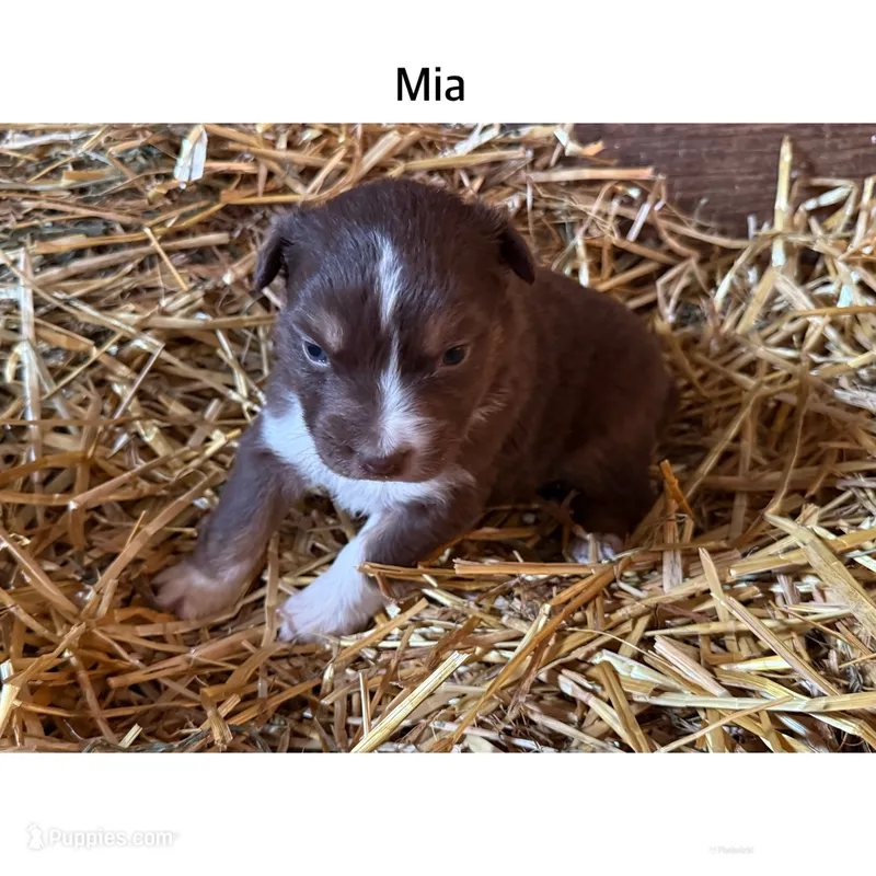 Mia – Australian Shepherd puppy for sale in Merrill, IA