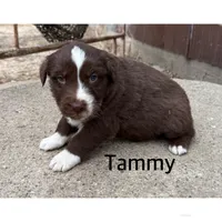Tammy, a female Australian Shepherd for sale in Merrill, IA – Photo 1 of 3