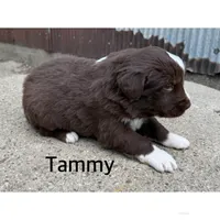 Tammy, a female Australian Shepherd for sale in Merrill, IA – Photo 3 of 3