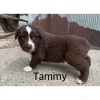 Tammy, a female Australian Shepherd for sale in Merrill, IA – Photo 2 of 3