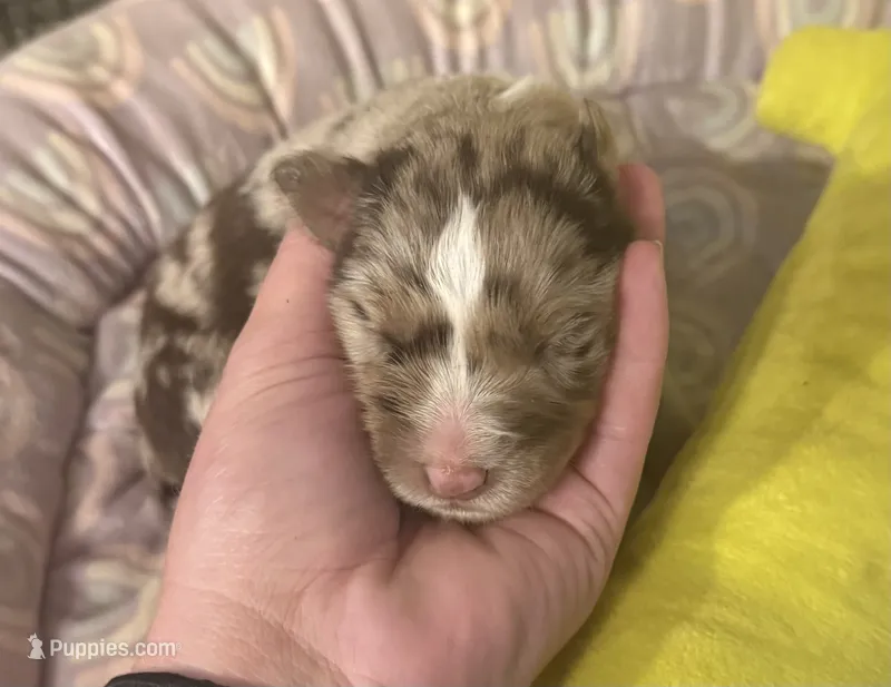 Sylvie  – Australian Shepherd puppy for sale in Merrill, IA