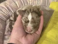 Sylvie , a female Australian Shepherd for sale in Merrill, IA – 1 of 2