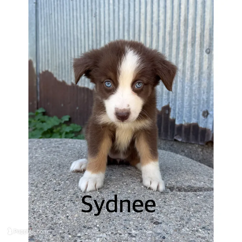 Sydnee – Australian Shepherd puppy for sale in Merrill, IA