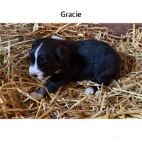 Gracie, a female Australian Shepherd for sale in Merrill, IA – 2 of 2