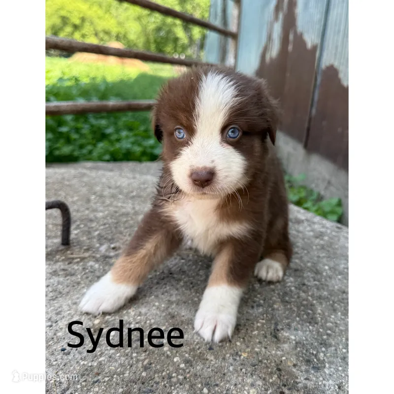 Sydnee – Australian Shepherd puppy for sale in Merrill, IA