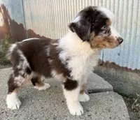 Nash , a male Australian Shepherd for sale in Merrill, IA – 4 of 4