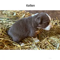 Kellen, a male Australian Shepherd for sale in Merrill, IA – 2 of 2