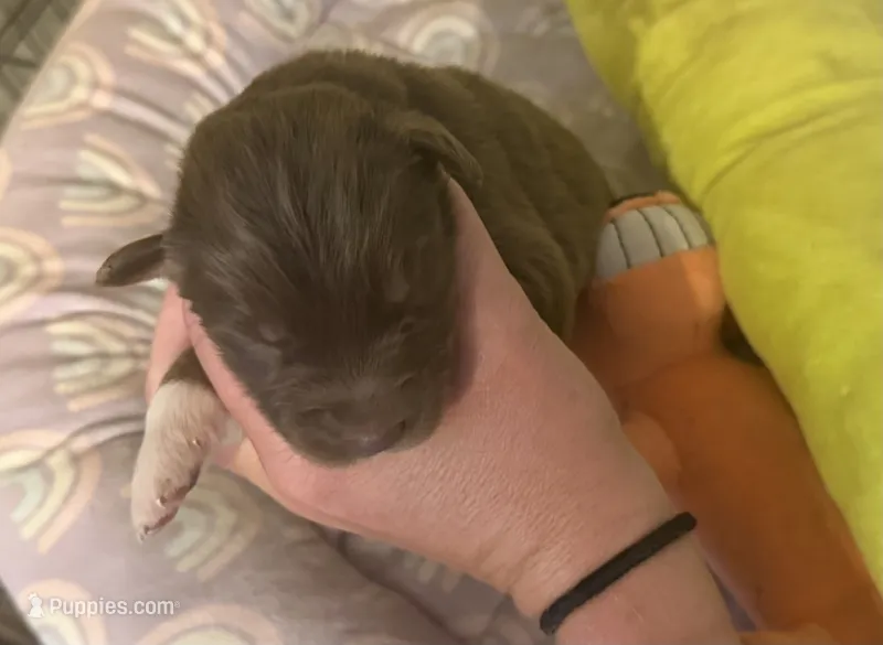 Madi – Australian Shepherd puppy for sale in Merrill, IA