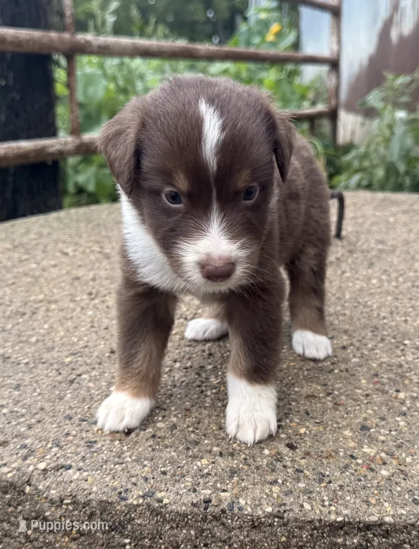 Danica – Australian Shepherd puppy for sale in Merrill, IA