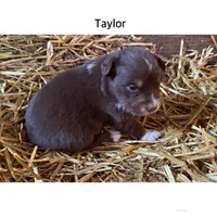 Taylor, a female Australian Shepherd for sale in Merrill, IA – 2 of 2