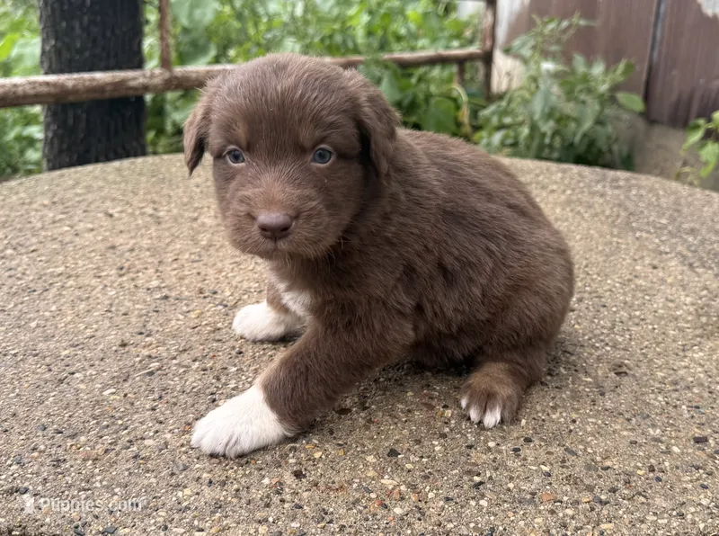Madi – Australian Shepherd puppy for sale in Merrill, IA