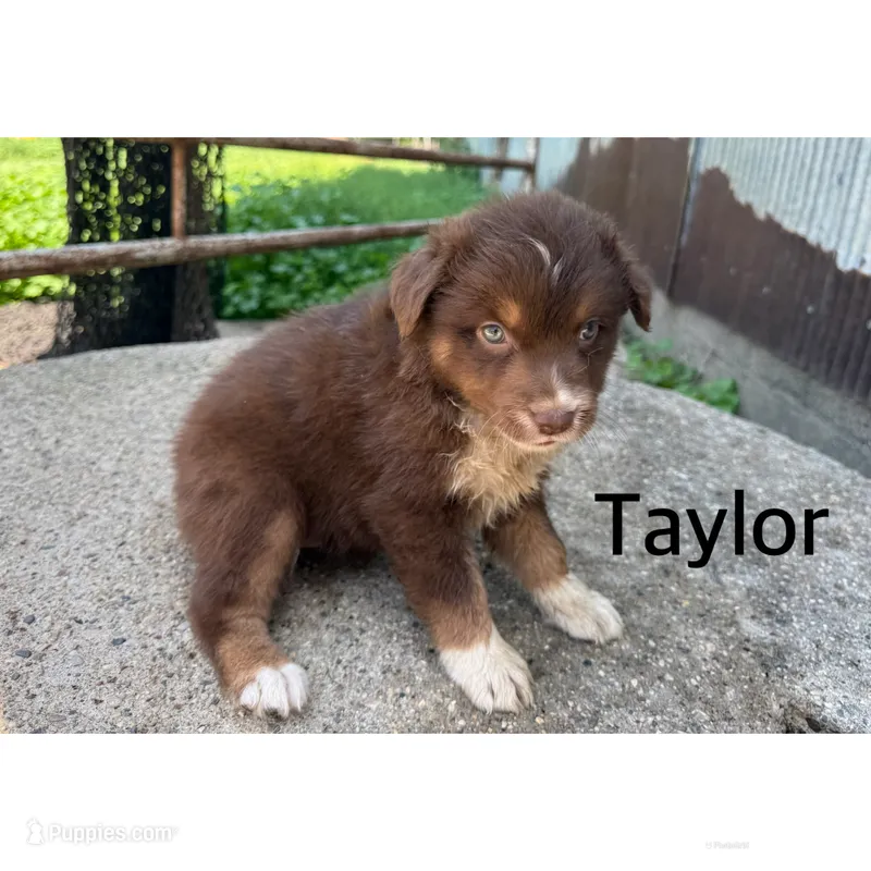 Taylor – Australian Shepherd puppy for sale in Merrill, IA