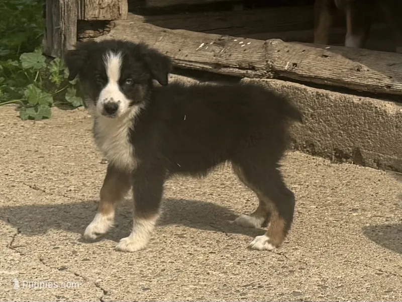 Emma – Australian Shepherd puppy for sale in Merrill, IA
