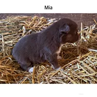 Mia, a female Australian Shepherd for sale in Merrill, IA – 2 of 2