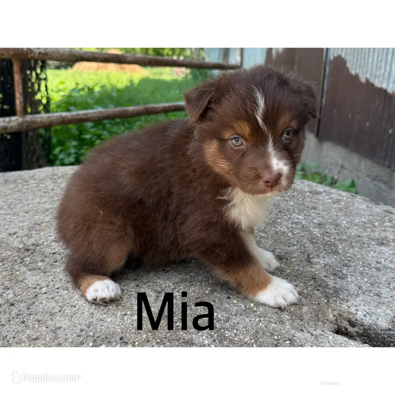 Mia – Australian Shepherd puppy for sale in Merrill, IA