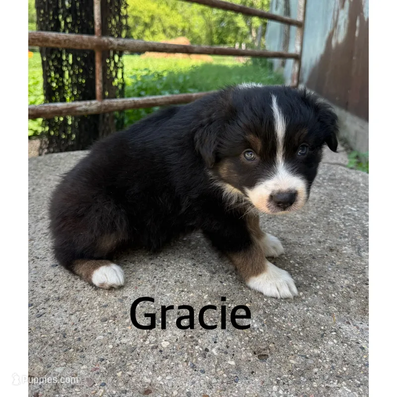 Gracie – Australian Shepherd puppy for sale in Merrill, IA