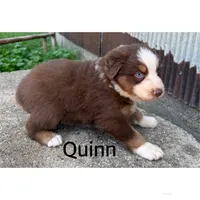 Quinn, a female Australian Shepherd for sale in Merrill, IA – 2 of 2