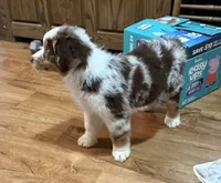 Nash , a male Australian Shepherd for sale in Merrill, IA – 3 of 4