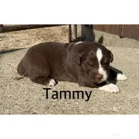 Tammy, a female Australian Shepherd for sale in Merrill, IA – Photo 2 of 2