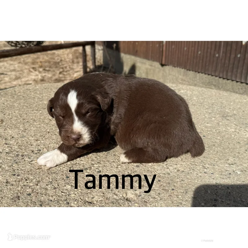 Tammy