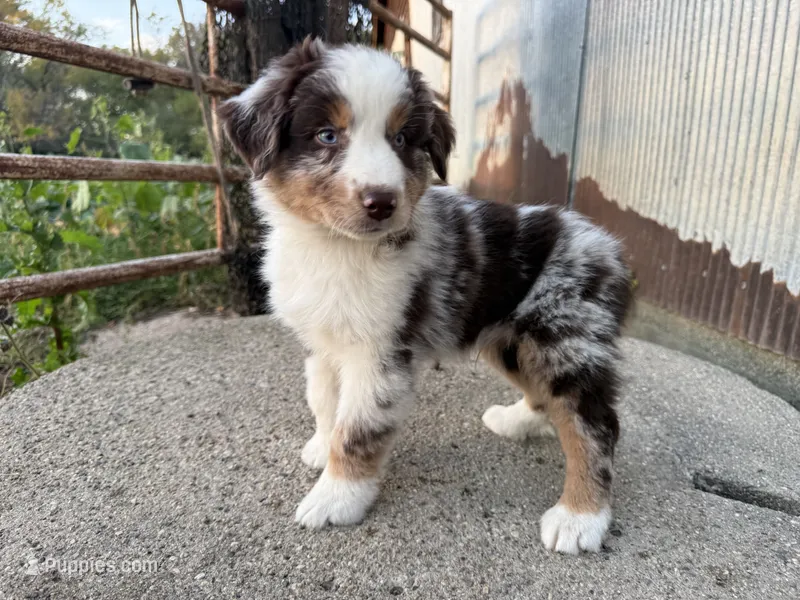 Nash , a male Australian Shepherd for sale in Merrill, IA – 1 of 4