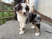 Nash , a male Australian Shepherd for sale in Merrill, IA – 1 of 4