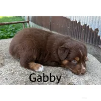 Gabby, a female Australian Shepherd for sale in Merrill, IA – 2 of 2